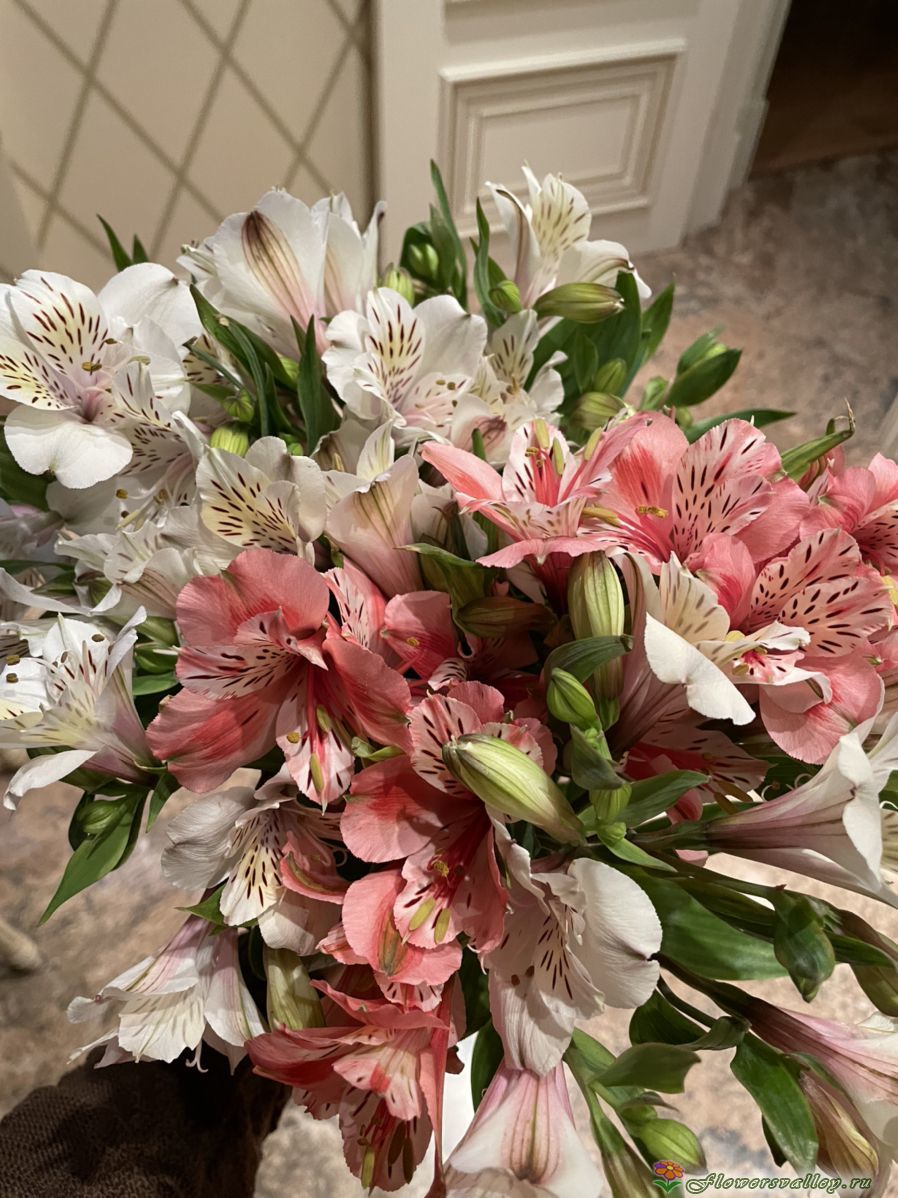 35 альстромерии