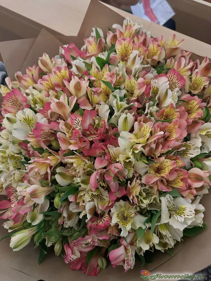 35 альстромерии