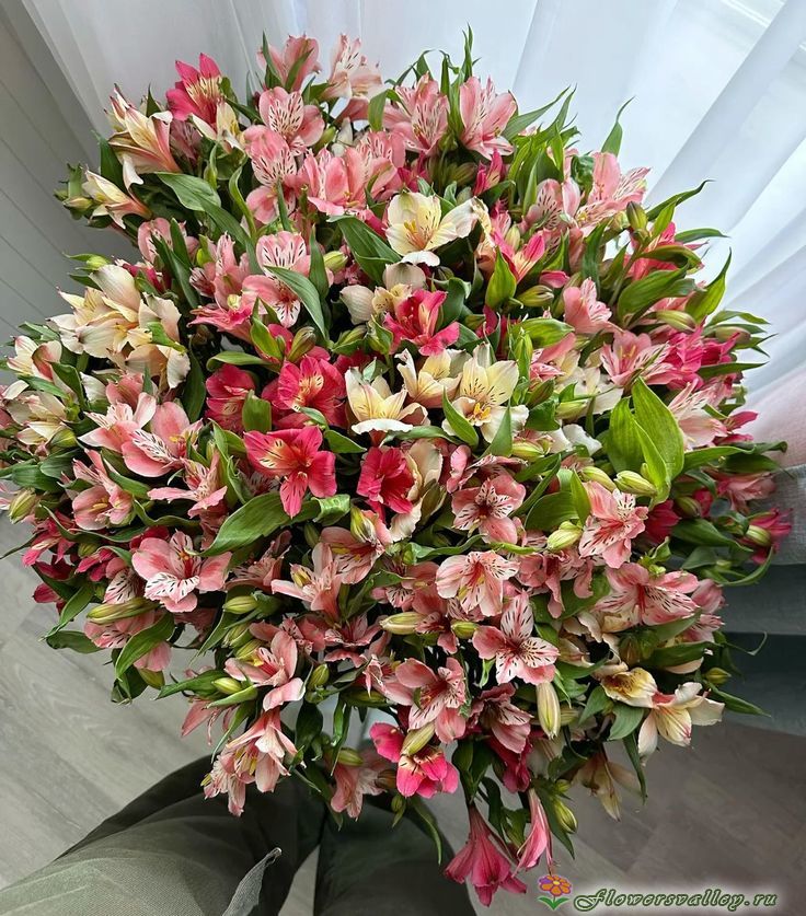 51 альстромерия 