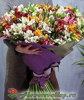 101 альстромерия