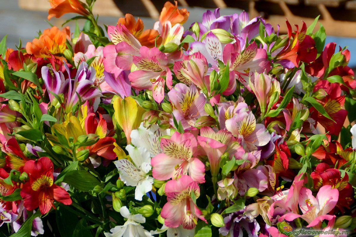 101 альстромерия