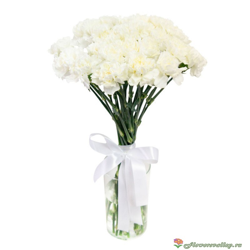 Букет из 35 белых гвоздик