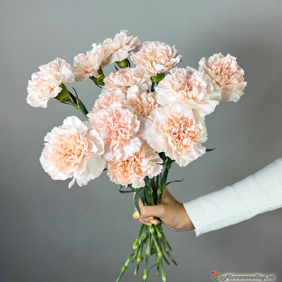 Букет из 15 бежевых гвоздик