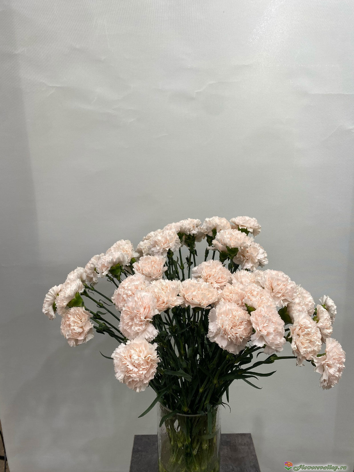 Букет из 35 бежевых гвоздик 