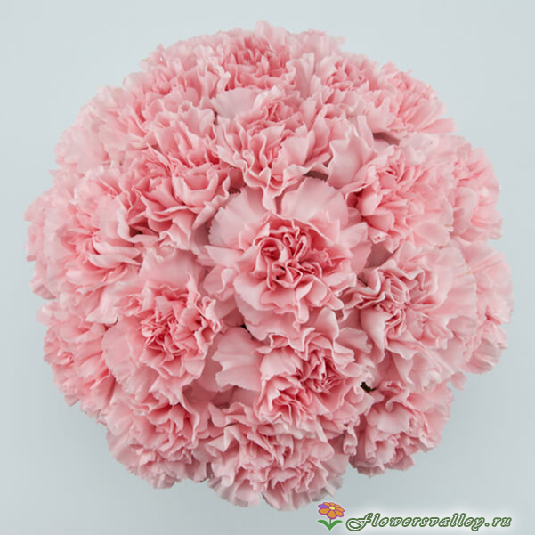 Шляпная коробка с розовой гвоздикой, 15 шт.