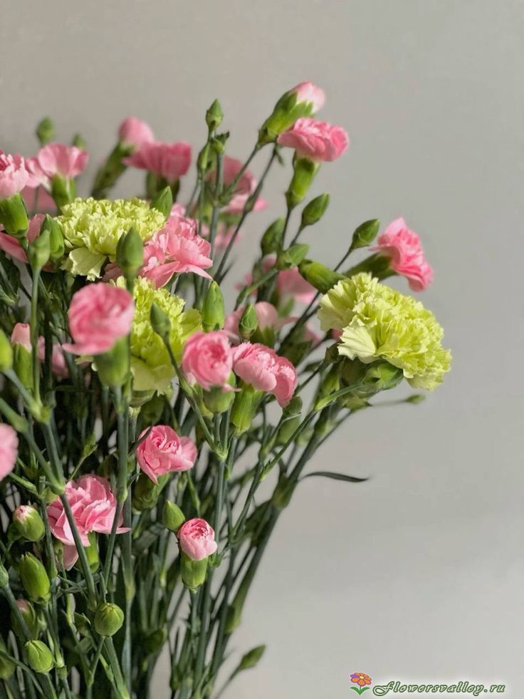 Букет разноцветных гвоздик,