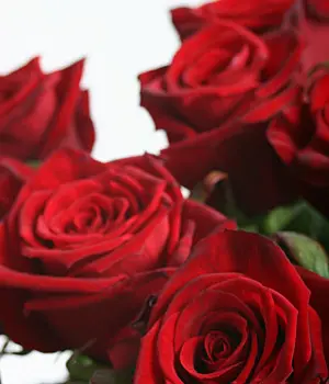 Красная роза сорт "Гран при" (пр-во Россия). Фото 2 