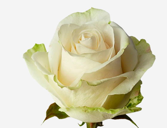 Белые Розы Сорта Фото