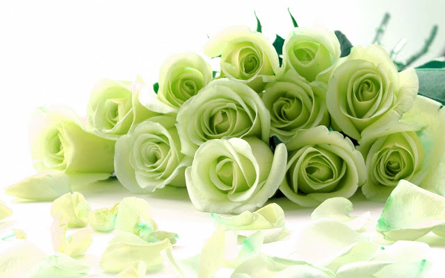 Бело Зеленые Розы Фото