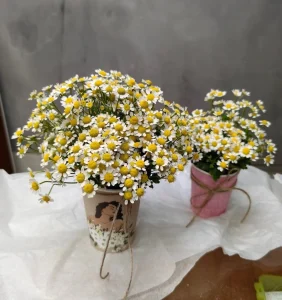Стаканчик с ромашкой