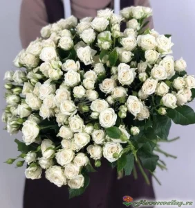 Букет из белых кустовых роз "Жозефина" (Josephine), 101 шт