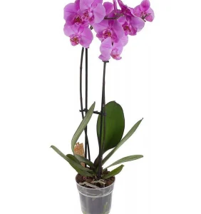 Орхидея фаленопсис розовая (лат. Orchidaceae Phalaenopsis)