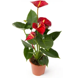 Антуриум (лат. Anthurium)