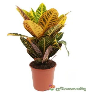 Кодиеум (лат. Codiaeum)