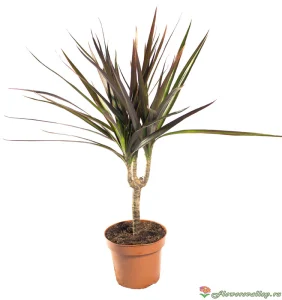 Драцена маргината (лат. Dracaena marginata),