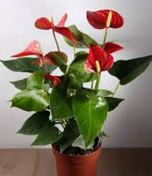 Антуриум (лат. Anthurium), d 12