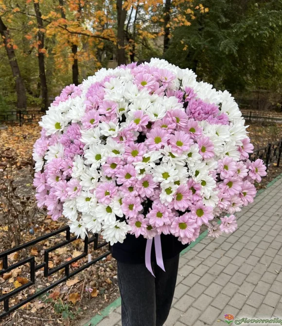 51 хризантема микс