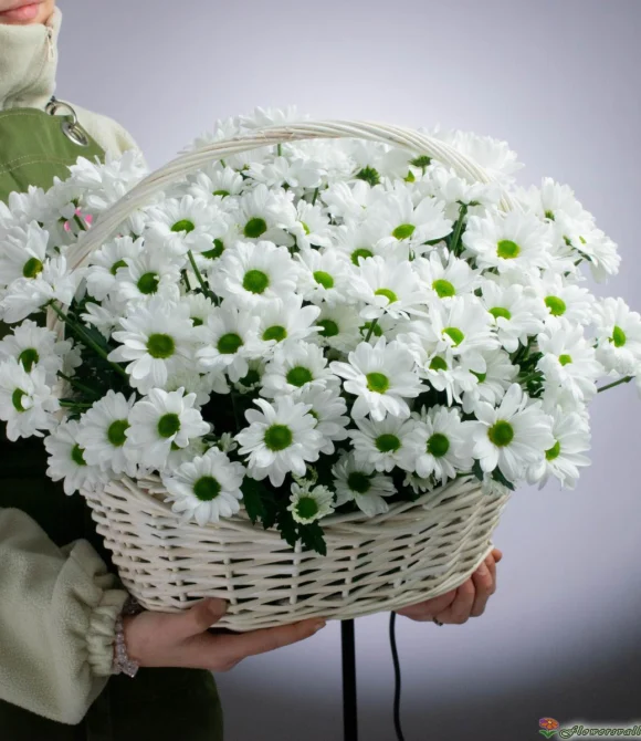 25 хризантем