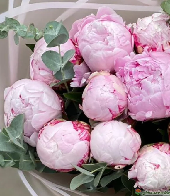 Розовые пионы с эвкалиптом 15 шт.