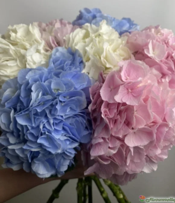 Букет из разноцветных гортензий, 7 шт.