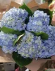 Букет из 5 гортензий