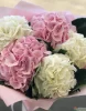 Букет из разноцветных гортензий