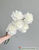 белая гвоздика