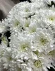 Букет из 9 кустовых хризантем Балтика
