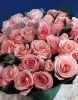 Букет из роз с эвкалиптом Би Свит, (пр-во Эквадор, сорт "Be Sweet")