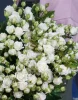 Букет из 101 белых кустовых роз "Жозефина" (Josephine)