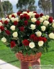 75 роз красных и белых