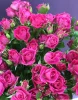 розова роза кустовая