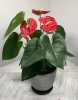 Антуриум (лат. Anthurium), d 12