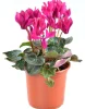 Цикламен (лат. Cyclamen), d 14