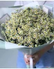 ромашка матрикария