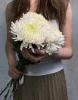 Хризантема одноголовая 