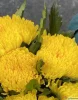 7 желтых хризантем магнум