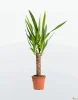 Юкка (лат. Yucca), d 12