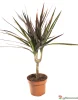 Драцена маргината (лат. Dracaena marginata), d 10