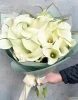 Букет из 25 белых калл